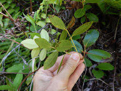 Metrosideros collina