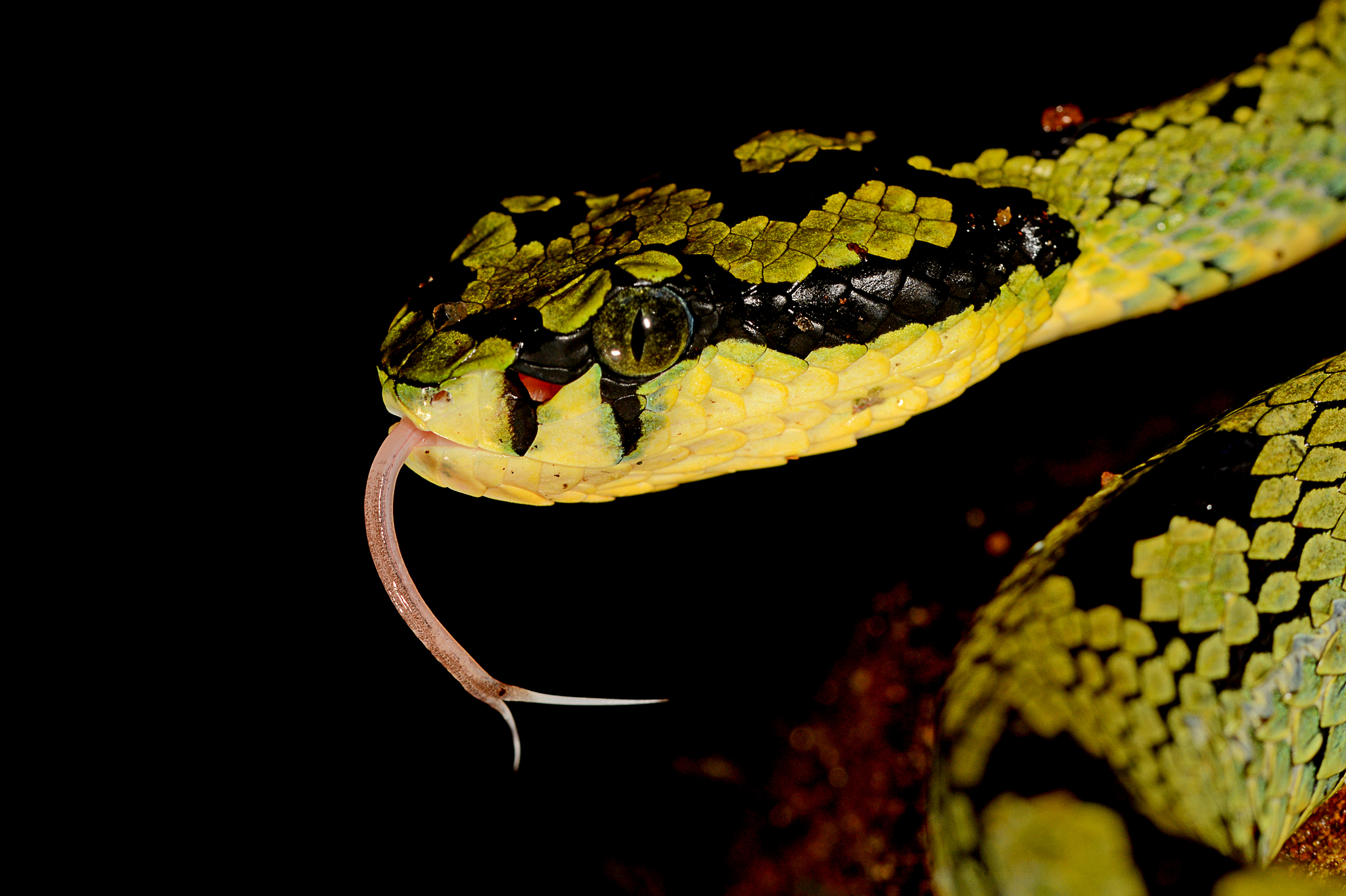 Green Bush Viper (Atheris chlorechis) · iNaturalist Guatemala