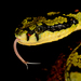 Sri Lankan Green Pit Viper - Photo (c) Yuwaraj Gurjar, some rights reserved (CC BY-NC)