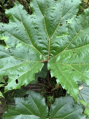Gunnera insignis