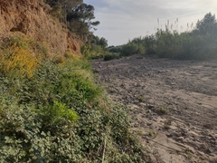 Phytolacca americana