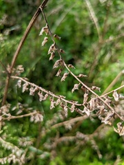 Perilla