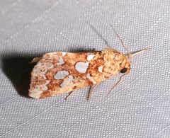 Image of Callopistria cordata
