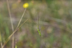 Aegilops biuncialis