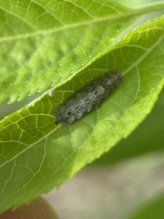 Meligramma triangulifera