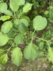 Rhamnus cathartica