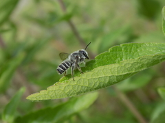 Litomegachile