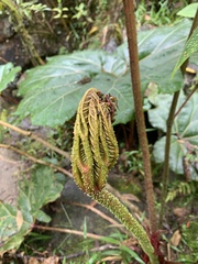Gunnera insignis