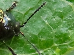 Phratora vitellinae