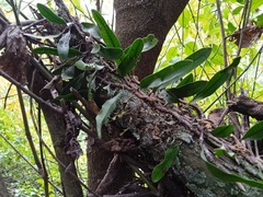 Microgramma squamulosa