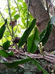 Microgramma squamulosa