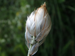 Catananche caerulea