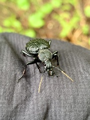 Cychrus tuberculatus