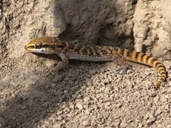 Phyllodactylus sentosus