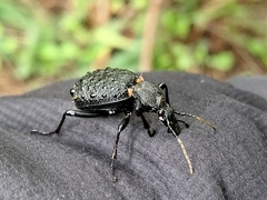 Cychrus tuberculatus