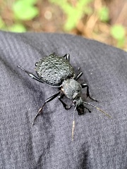 Cychrus tuberculatus