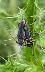 Phytoecia virgula