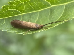 Goeridae