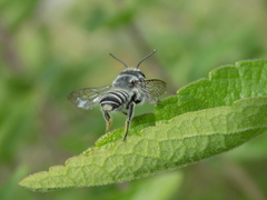 Litomegachile