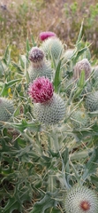 Cirsium echinatum