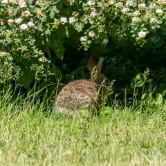 Sylvilagus floridanus