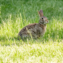 Sylvilagus floridanus