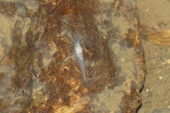 Troglocaris planinensis