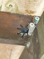 Avicularia avicularia