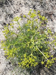 Cachrys libanotis
