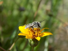 Litomegachile