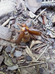 Rhizotrogus aestivus