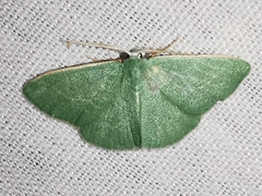 Xenochlorodes olympiaria