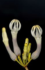 Ceropegia rollae