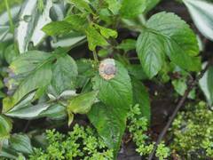 Plectotropis mackensii