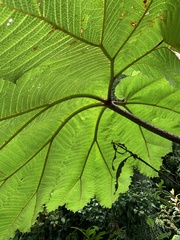 Gunnera insignis