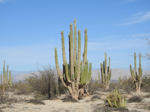Mexican Giant Cactus
