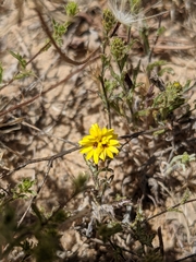 Lessingia pectinata pectinata