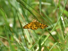 Pseudopanthera macularia
