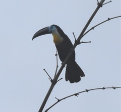 Ramphastos vitellinus