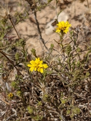 Lessingia pectinata pectinata