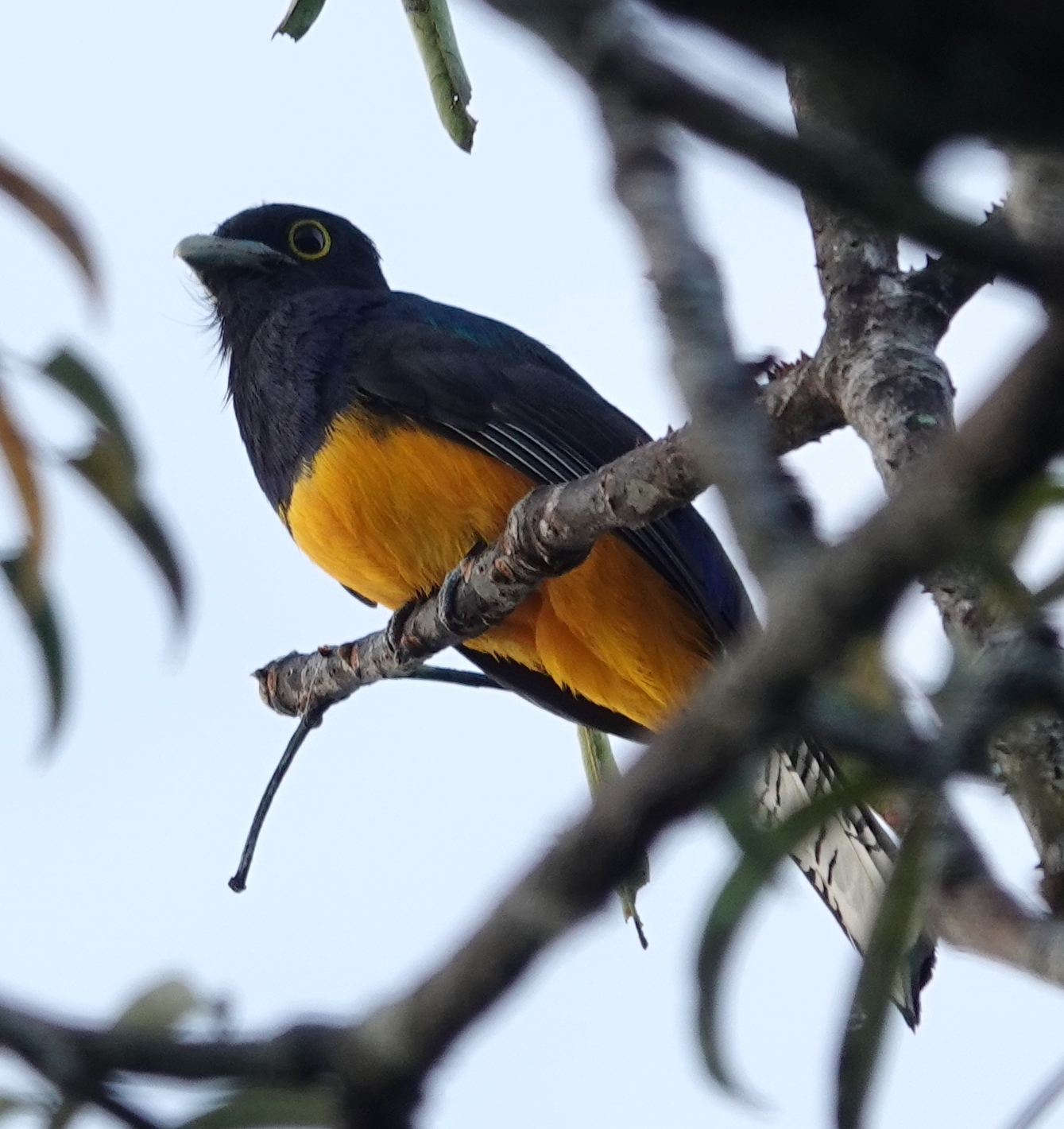 Amazonian Trogon (Trogon ramonianus), photo 9