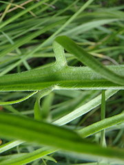 Catananche caerulea
