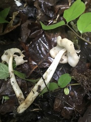 Helvella levis