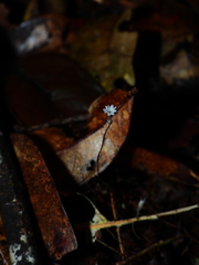 Gymnosiphon minutus