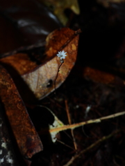 Gymnosiphon minutus
