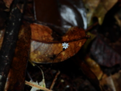Gymnosiphon minutus