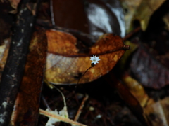Gymnosiphon minutus