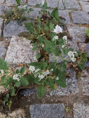 Heliotropium europaeum