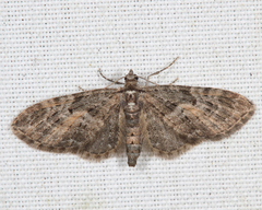 Eupithecia lariciata