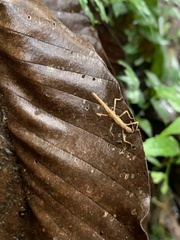 Creoxylus